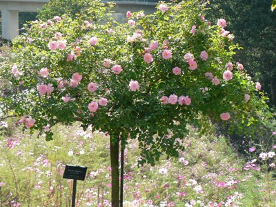 花フェスタ5.JPG